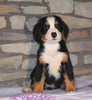 AKC Registered Bernese Mountain Dog For Sale Fredericksburg, OH Male- Milo