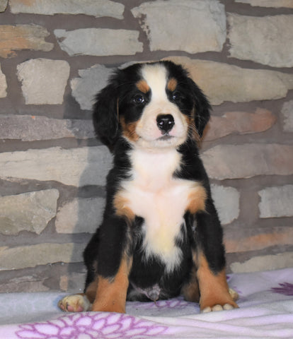 AKC Registered Bernese Mountain Dog For Sale Fredericksburg, OH Male- Milo