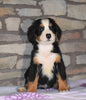 AKC Registered Bernese Mountain Dog For Sale Fredericksburg, OH Male- Milo