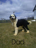 F1B Sheepadoodle For Sale Baltic, OH Female- Flora -CHECK OUT OUR VIDEO-