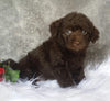 Mini Labradoodle For Sale Millersburg, OH Female- Mimi