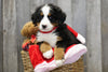AKC Registered Bernese Mountain Dog For Sale Brinkhaven, OH Female- Mindy