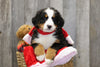 AKC Registered Bernese Mountain Dog For Sale Brinkhaven, OH Female- Mindy