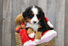 AKC Registered Bernese Mountain Dog For Sale Brinkhaven, OH Female- Mindy