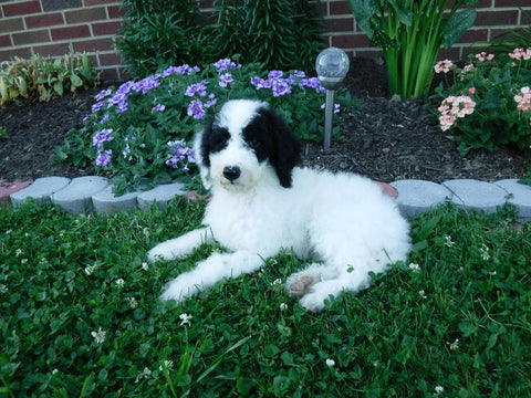 Sheepadoodle (Standard) For Sale Baltic, OH Female- Mindy
