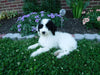 Sheepadoodle (Standard) For Sale Baltic, OH Female- Mindy