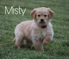 AKC Registered Golden Retriever For Sale Fredericksburg, OH Female- Misty