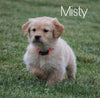 AKC Registered Golden Retriever For Sale Fredericksburg, OH Female- Misty