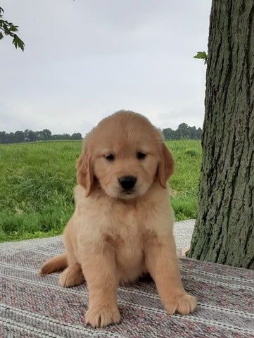 AKC Registered Golden Retriever For Sale Wooster, OH Female- Misty
