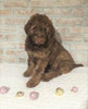 AKC Registered Poodle (Standard) For Sale Homesville, OH Female - Mitzy