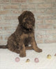 AKC Registered Poodle (Standard) For Sale Homesville, OH Female - Mitzy