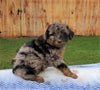 Mini Aussiedoodle For Sale Holmesville, OH Female- Mocha