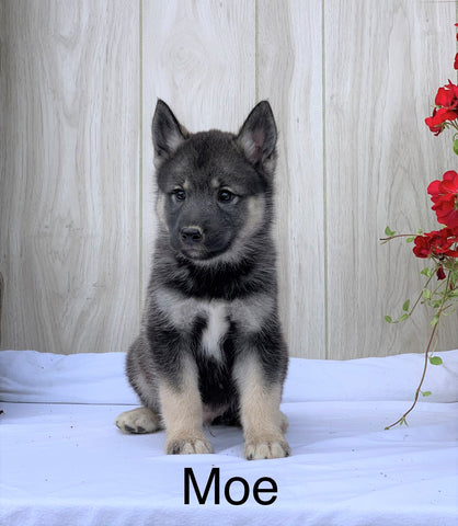 Norwegian Elkhound Hybrid For Sale Adamsville, OH Male- Moe