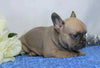 AKC Registered French Bulldog For Sale Wooster, OH Male- Moki