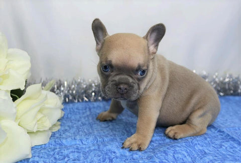 AKC Registered French Bulldog For Sale Wooster, OH Male- Moki