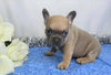 AKC Registered French Bulldog For Sale Wooster, OH Male- Moki