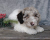 Medium F1B Labradoodle For Sale Millersburg, OH Female- Molly