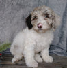 Medium F1B Labradoodle For Sale Millersburg, OH Female- Molly