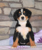 AKC Registered Bernese Mountain Dog For Sale Fredericksburg, OH Male- Micah