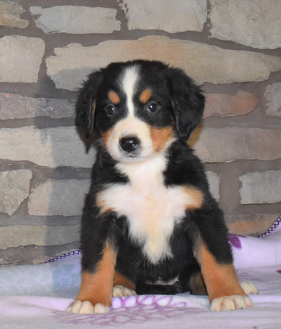AKC Registered Bernese Mountain Dog For Sale Fredericksburg, OH Male- Micah
