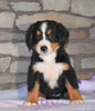 AKC Registered Bernese Mountain Dog For Sale Fredericksburg, OH Male- Micah