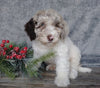 Medium F1B Labradoodle For Sale Millersburg, OH Female- Molly
