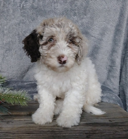 Medium F1B Labradoodle For Sale Millersburg, OH Female- Molly