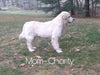AKC Registered English Cream Golden Retriever For Sale Fredericksburg, OH Male-Benjie
