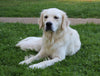 AKC Registered English Cream Golden Retriever For Sale Fredericksburg, OH Male- Louie