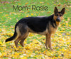 German Shepherd Husky For Sale Millersburg OH Female-Susanne