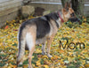 AKC Registered German Shepherd For Sale Millersburg, OH Female- Rosy