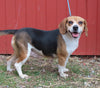 Beagle Mix Puppy For Sale Millersburg, OH Male- Archie