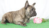 AKC Registered French Bulldog For Sale Wooster, OH Male- Garland