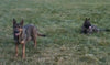 AKC Registered German Shepherd For Sale Millersburg, OH Female- Angel