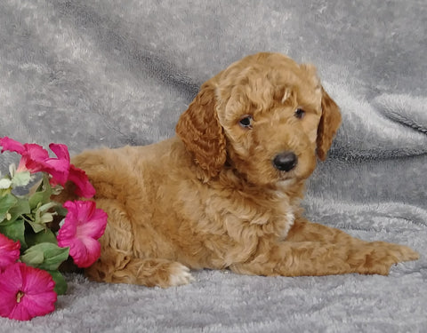Goldendoodle For Sale Millersburg, OH Female- Mt Dew