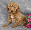 Goldendoodle For Sale Millersburg, OH Female- Mt Dew