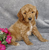 Goldendoodle For Sale Millersburg, OH Female- Mt Dew