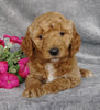 Goldendoodle For Sale Millersburg, OH Female- Mt Dew