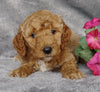 Goldendoodle For Sale Millersburg, OH Female- Mt Dew