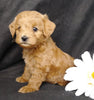 Mini F1B Labradoodle For Sale Millersburg, OH Female- Muffin