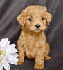Mini F1B Labradoodle For Sale Millersburg, OH Female- Muffin