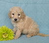 F1B Mini Labradoodle For Sale Millersburg, OH Male- Muffin