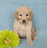 F1B Mini Labradoodle For Sale Millersburg, OH Male- Muffin