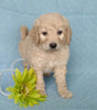 F1B Mini Labradoodle For Sale Millersburg, OH Male- Muffin