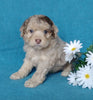 Cockapoo Puppy For Sale Millersburg, OH Male- Muffin