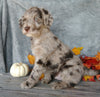 F1B Medium Labradoodle For Sale Millersburg, OH Male- Muffin