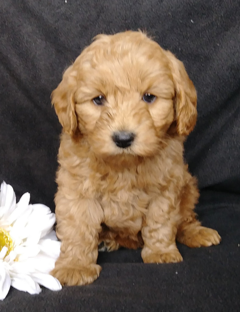 Mini F1B Labradoodle For Sale Millersburg, OH Male Mugsy AC Puppies LLC