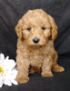 Mini F1B Labradoodle For Sale Millersburg, OH Male- Mugsy