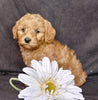 Mini F1B Labradoodle For Sale Millersburg, OH Male- Mugsy