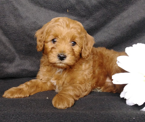 Mini F1B Labradoodle For Sale Millersburg, OH Male- Munchkin